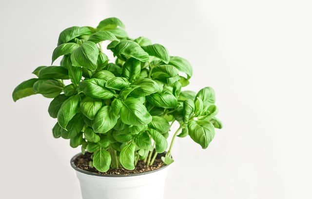 How Do You Repot a Basil Plant?