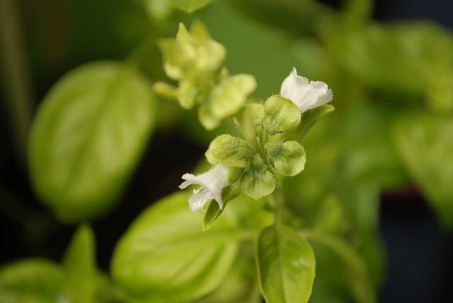 What to Do if Basil Is Flowering