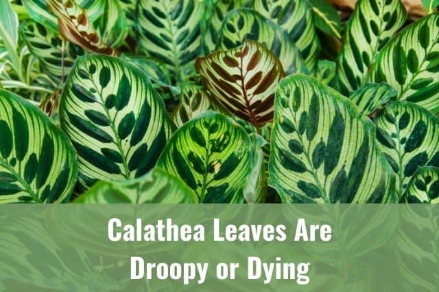 Calathea Leaves Are Droopy or Dying (Turning Yellow, Black, Brown, Transparent)