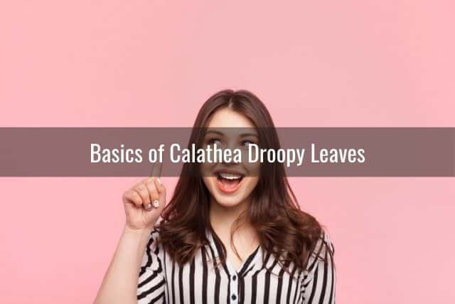 Basics of Calathea Droopy Leaves