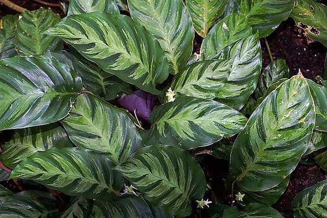  Calathea  Leaves  Are Droopy  or Dying Turning Yellow Black 