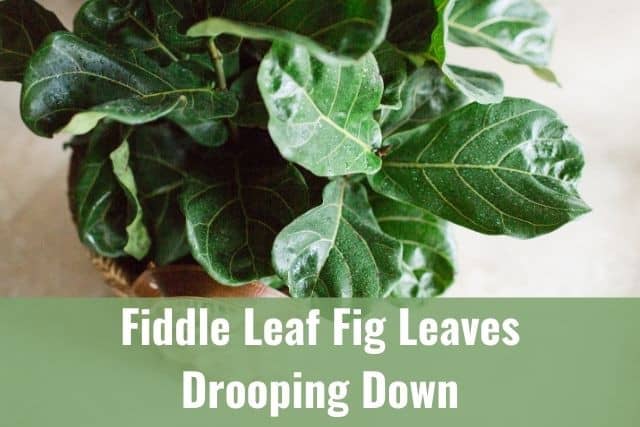 Fiddle Leaf Fig Leaves Drooping Down: How to Fix It