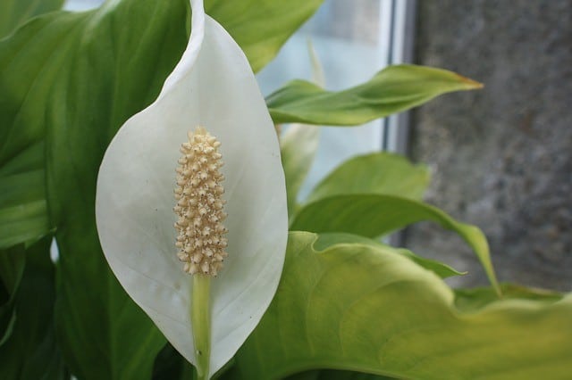 Peace Lily Won T Flower Does It Need Repotting Fertilizer More Or Less Sun Ready To Diy