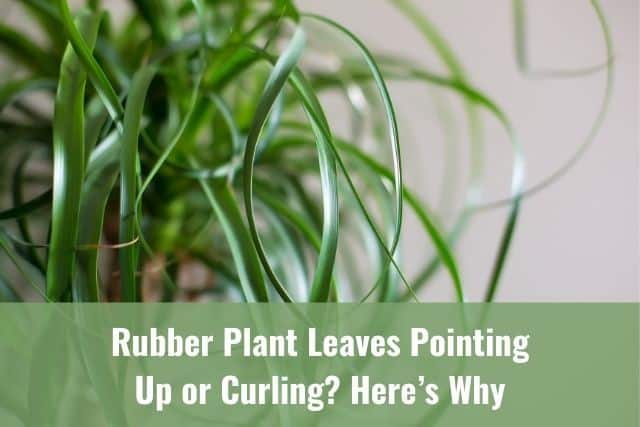 Rubber Plant Leaves Pointing Up or Curling? Here&rsquo;s Why