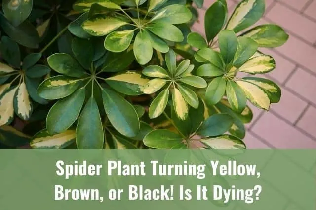 Spider Plant Turning Yellow, Brown, or Black! Is It Dying?