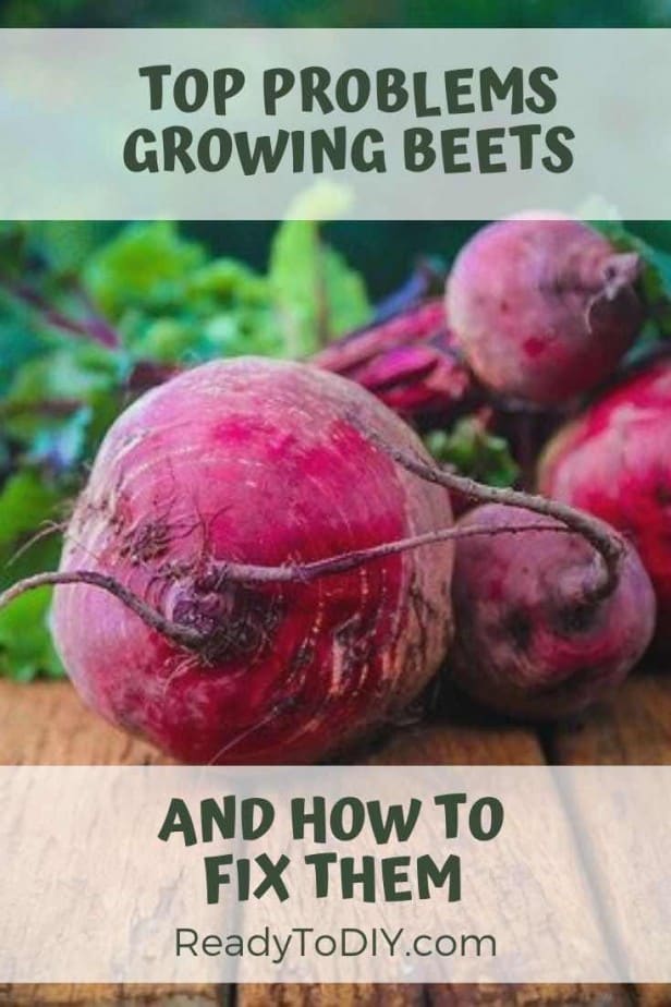Top Problems Growing Beets and How to Fix It Ready To DIY
