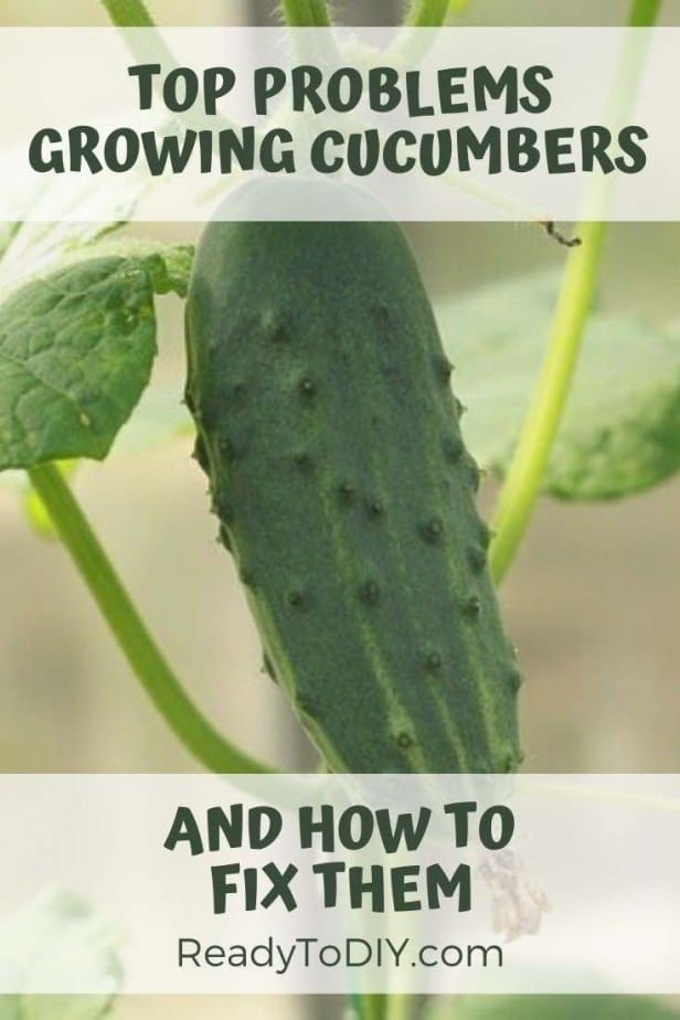 Top Problems Growing Cucumber and How to Fix Them - Ready To DIY