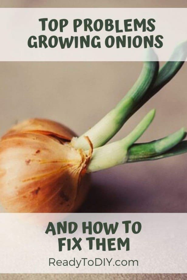 Top Problems Growing Onions and How to Fix It Ready To DIY