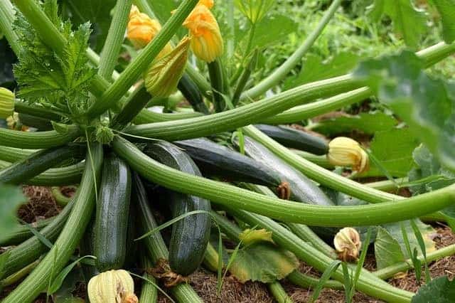 Top Problems Growing Squash Plants And How To Fix Them Ready To Diy