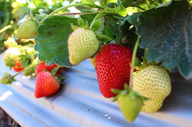 Top Problems Growing Strawberry Plants And How To Fix Them Ready To Diy