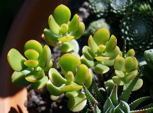 Jade plant Crassula ovata with lime green leaves and light brown edges