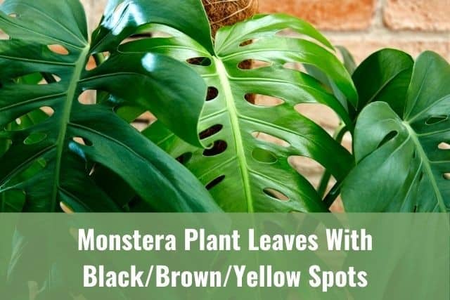 Monstera/Swiss Cheese Plant Leaves With Black/Brown/Yellow Spots