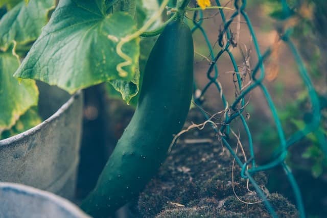 Top Problems Growing Cucumber and How to Fix Them - Ready To DIY