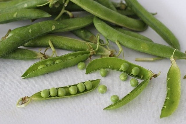 Top Problems Growing Peas and How to Fix It
