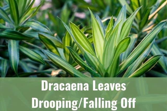 Dracaena Leaves Drooping Falling Off Is It Dying Ready To Diy