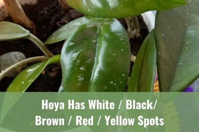 Hoya Has White / Black / Brown / Red / Yellow Spots