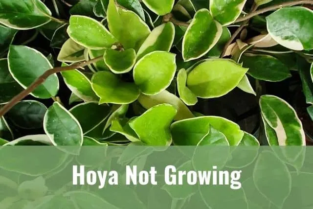 Hoya Not Growing