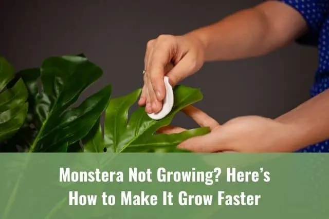 Monstera Not Growing? Here's How to Make It Grow Faster