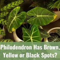 Close up of Philodendron