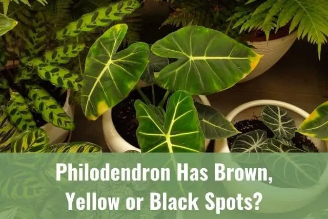 Close up of Philodendron