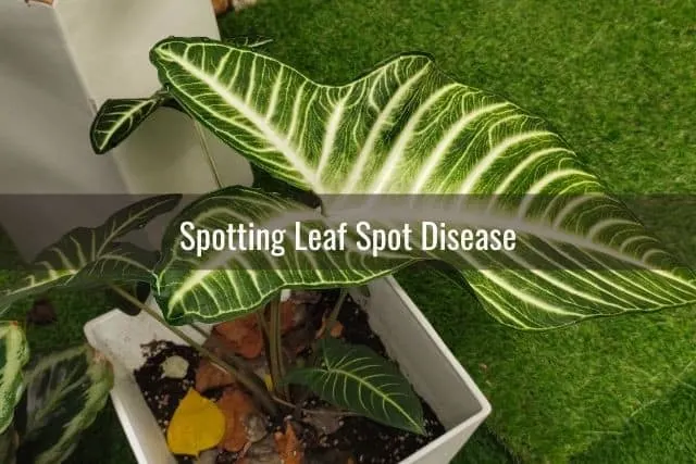 Top view of Philodendron plant in white pot