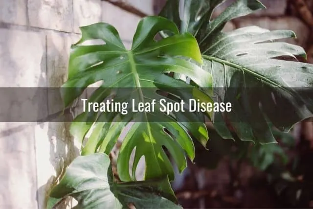 Philodendron plant by wall