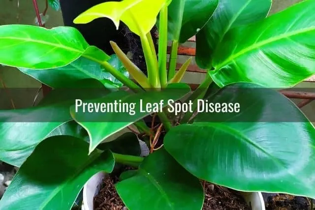 Philodendron plant