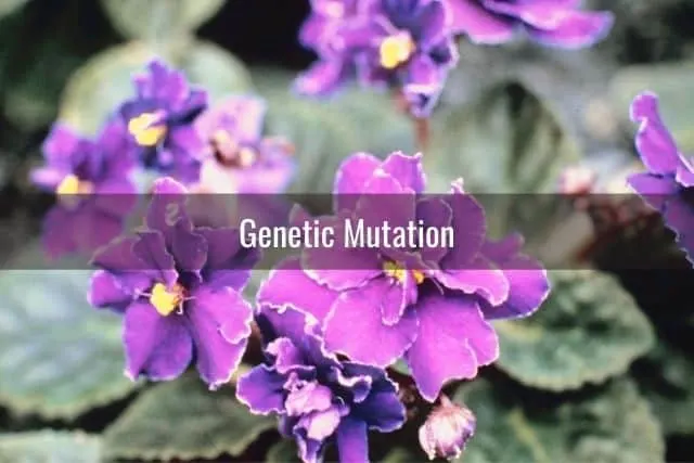 Genetic Mutation