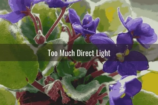 Too Much Direct Light