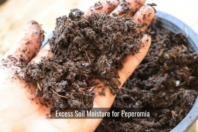 Excess Soil Moisture