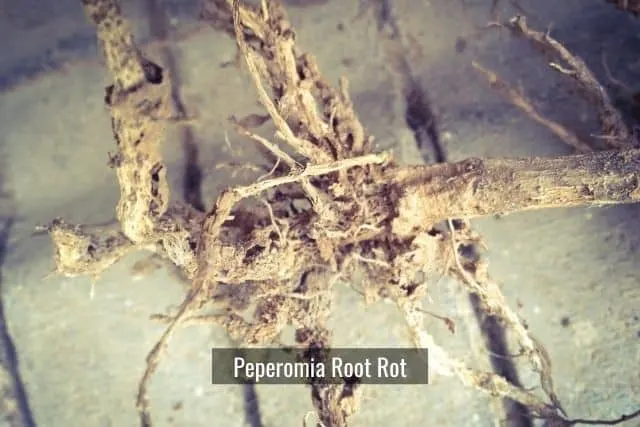 Peperomia Root Rot