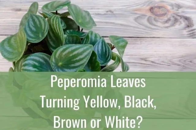 Peperomia Leaves Turning Yellow, Black, Brown or White?