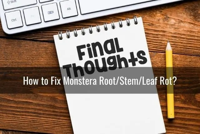 How to Fix Monstera Root/Stem/Leaf Rot?