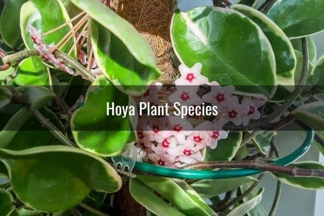 Hoya Plant Species