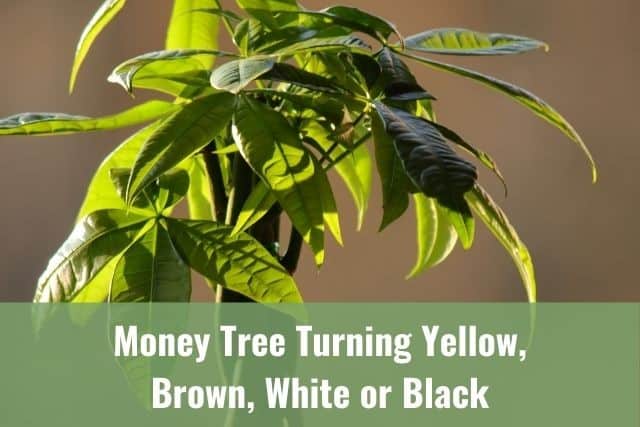 money tree leaves turning yellow and dying