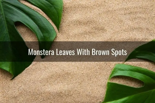 Monstera Leaves With Brown Spots