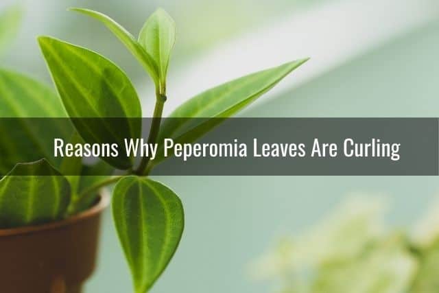 Reasons Why Peperomia Leaves Are Curling