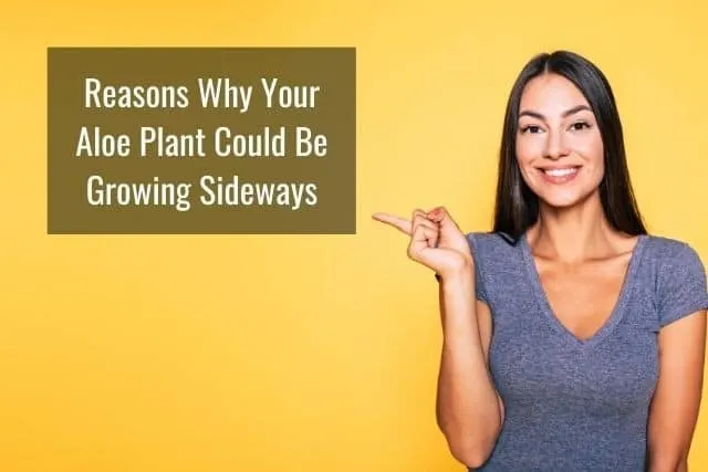 Reasons Why Your Aloe Plant Could Be Growing Sideways