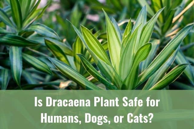 Is Dracaena Plant Safe for Humans, Dogs, or Cats? Ready To DIY