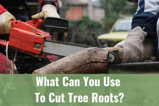 What Can You Use To Cut Tree Roots? (How to)
